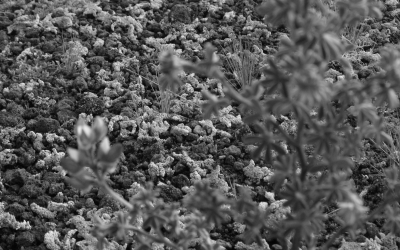 flores blanco y negro