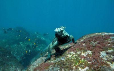 iguana marina Galápagos
